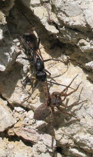 Priocnemis propinqua