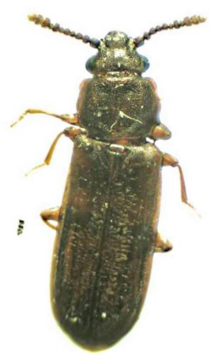 Pediacus dermestoides