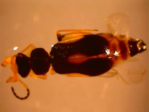 Colotes maculatus