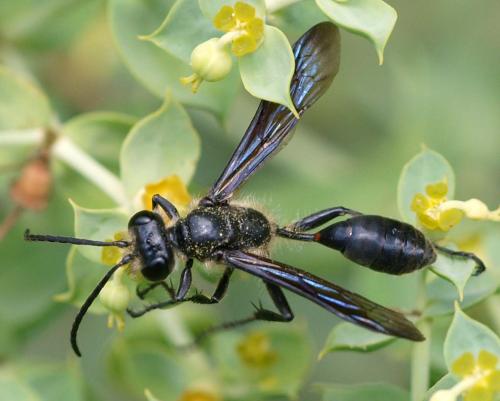 Isodontia mexicana