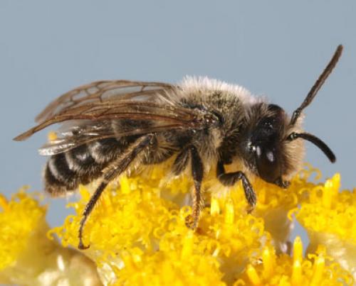 Andrena flavipes