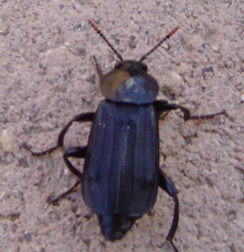 Necrodes littoralis