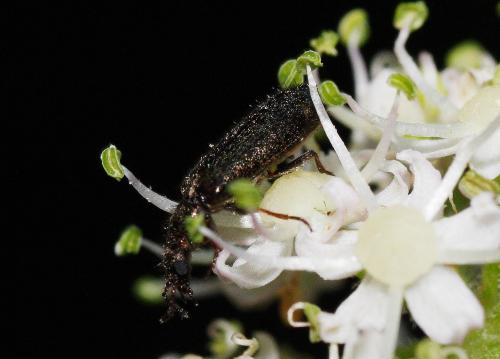 Réf. 35 097 : Dasytinae inconnu