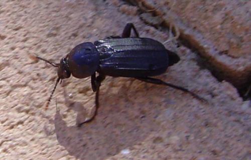 Réf. 35 173 : Necrodes littoralis