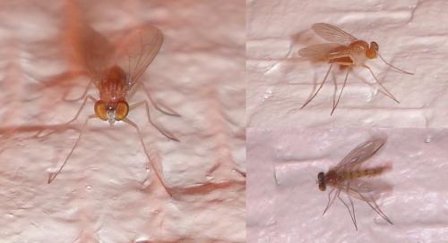Sciapus sp.