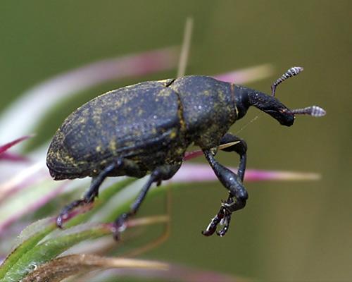 Réf. 35 714 : Larinus sp.
