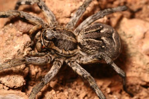 Réf. 35 658 : Lycosa fasciiventris