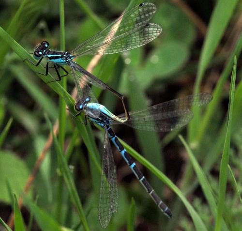 Ischnura elegans