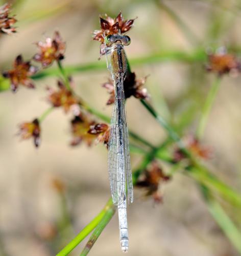 Ischnura pumilio