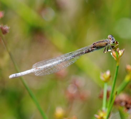 Ischnura pumilio