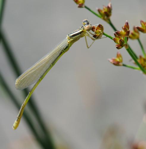 Réf. 35 118 : Ischnura pumilio