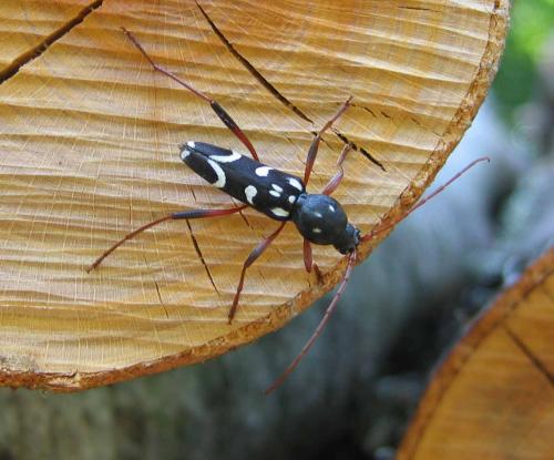 Isotomus speciosus