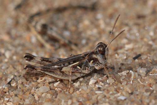 Réf. 35 976 : Dociostaurus jagoi occidentalis
