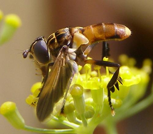 Trichopoda pictipennis