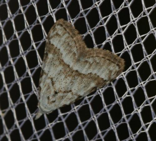 Nola aerugula