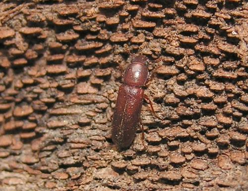 Lyphia angusta