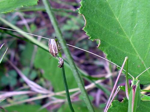 Aelia acuminata