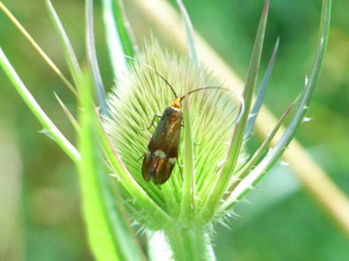 Nemophora raddaella