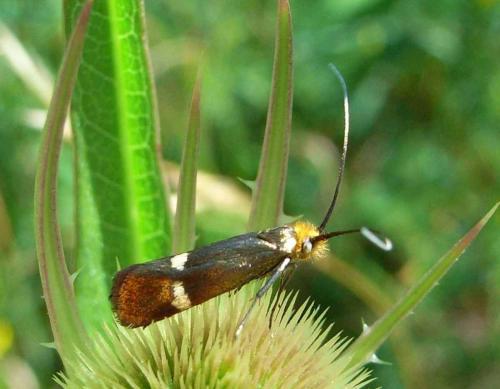 Réf. 35 573 : Nemophora raddaella