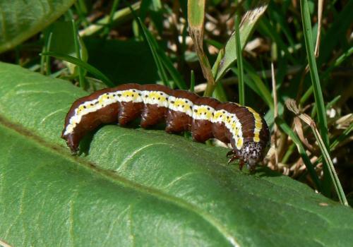 Réf. 35 143 : Cucullia lucifuga