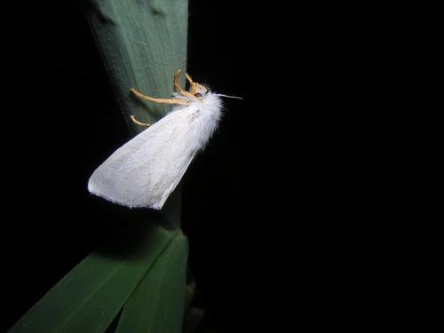 Laelia coenosa