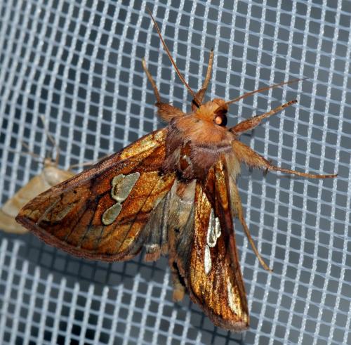 Réf. 35 385 : Plusia festucae