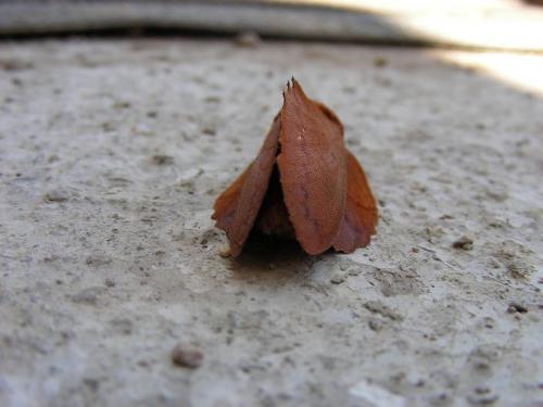 Gastropacha quercifolia