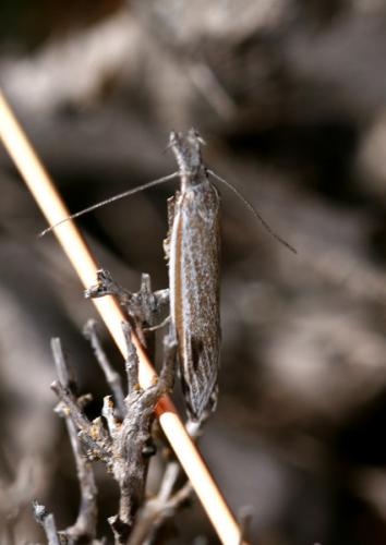 Pleurota bicostella