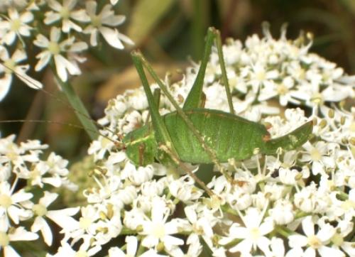 Réf. 35 671 : Leptophyes punctatissima