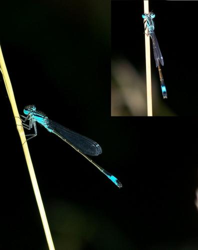 Ischnura elegans