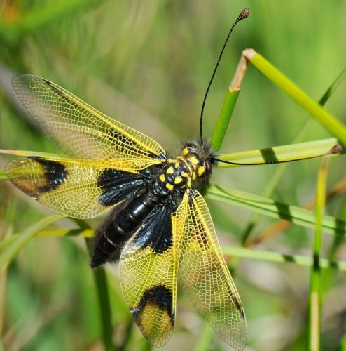Libelloides longicornis