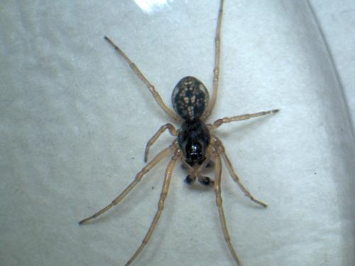 Pachygnatha degeeri