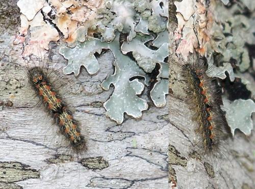 Lithosia quadra