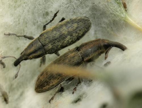 Réf. 35 319 : Lixus cardui