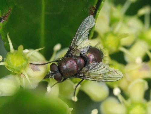 Lucilia sp.