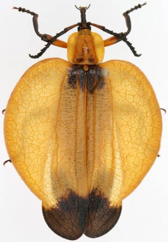 Réf. 35 278 : Lycus sp.
