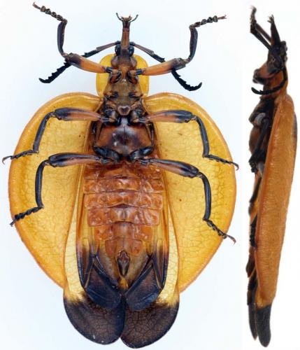 Réf. 35 279 : Lycus sp.