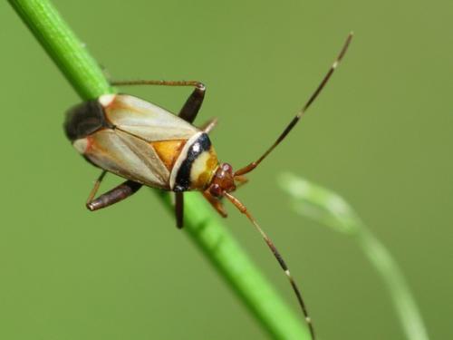 Réf. 35 237 : Adelphocoris vandalicus