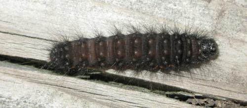 Réf. 35 858 : Acronicta menyanthidis