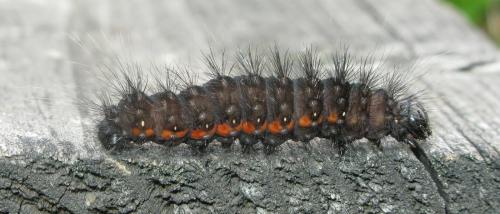 Réf. 35 857 : Acronicta menyanthidis