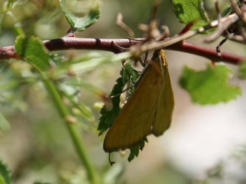 Mecyna lutealis