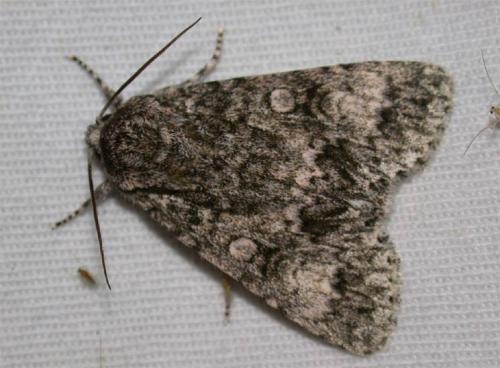 Réf. 35 797 : Subacronicta megacephala