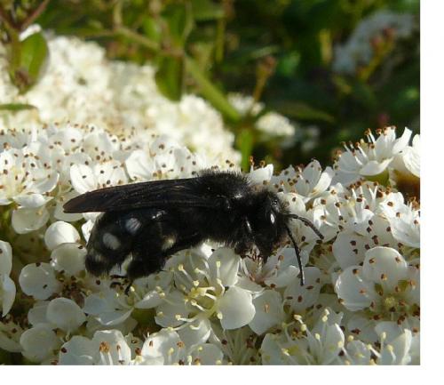 Réf. 35 717 : Andrena albopunctata