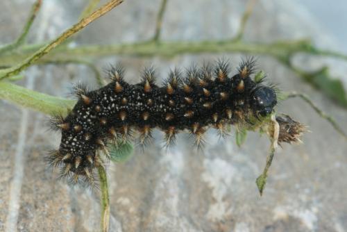 Réf. 35 590 : Melitaea varia