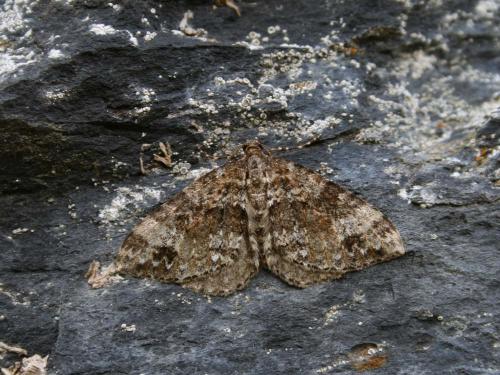Réf. 35 517 : Mesotype didymata