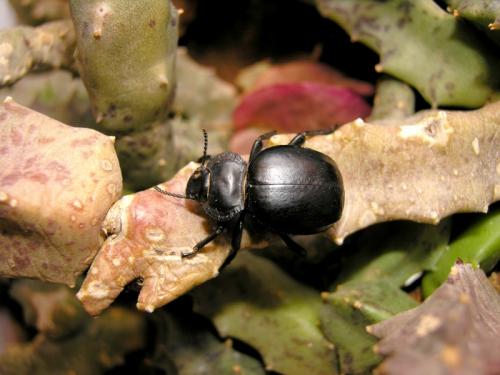 Morica planata