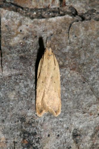 Dichomeris limosella
