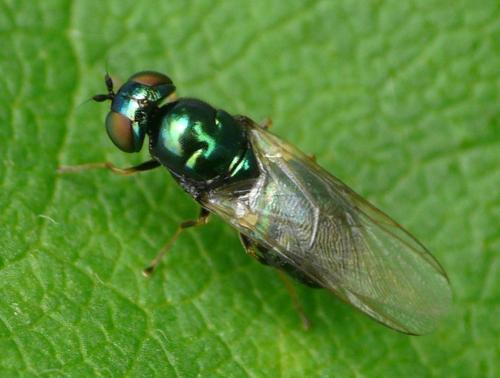 Réf. 35 066 : Microchrysa polita