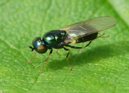 Réf. 35 067 : Microchrysa polita