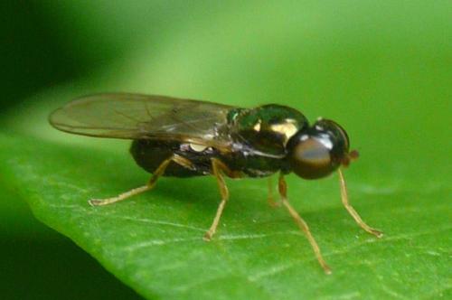 Microchrysa sp.